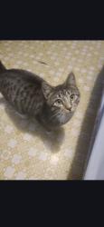 Lost Male Cat last seen Pine city Trailer Park, Pine City, MN 55063