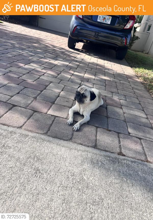 Found/Stray Male Dog last seen Landmark Dr, Osceola County, FL 34771