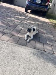 Found/Stray Male Dog last seen Landmark Dr, Osceola County, FL 34771
