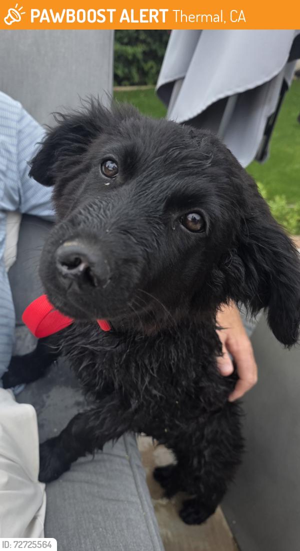 Found/Stray Male Dog last seen Hwy 86 and Airport Blvd Thermal, Thermal, CA 92236