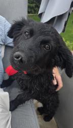 Found/Stray Male Dog last seen Hwy 86 and Airport Blvd Thermal, Thermal, CA 92236