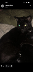 Lost Male Cat last seen Zimmerman blvd between Colvin and Jewell, Tonawanda Town, NY 14223
