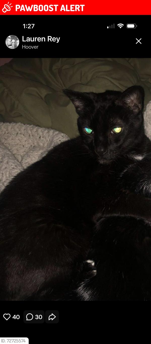 Lost Male Cat last seen Zimmerman blvd between Colvin and Jewell, Tonawanda Town, NY 14223