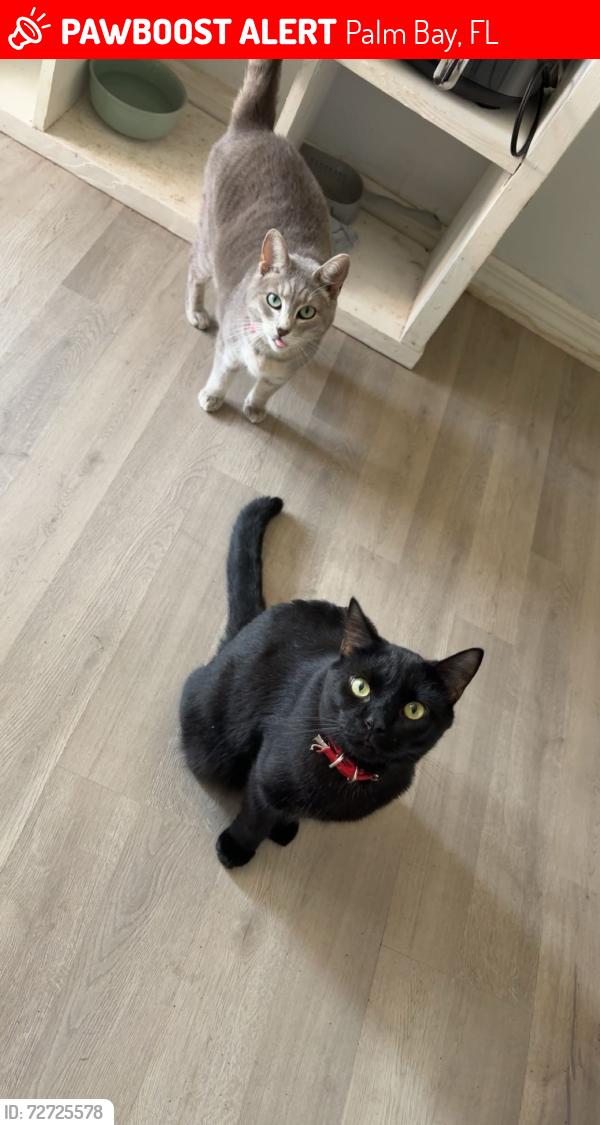Lost Male Cat last seen Baca avenue/Andover st, Palm Bay, Palm Bay, FL 32907