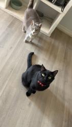 Lost Male Cat last seen Baca avenue/Andover st, Palm Bay, Palm Bay, FL 32907