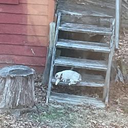 Found/Stray Female Cat last seen Brandermill, Midlothian, VA 23112