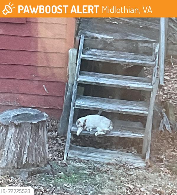 Found/Stray Female Cat last seen Brandermill, Midlothian, VA 23112