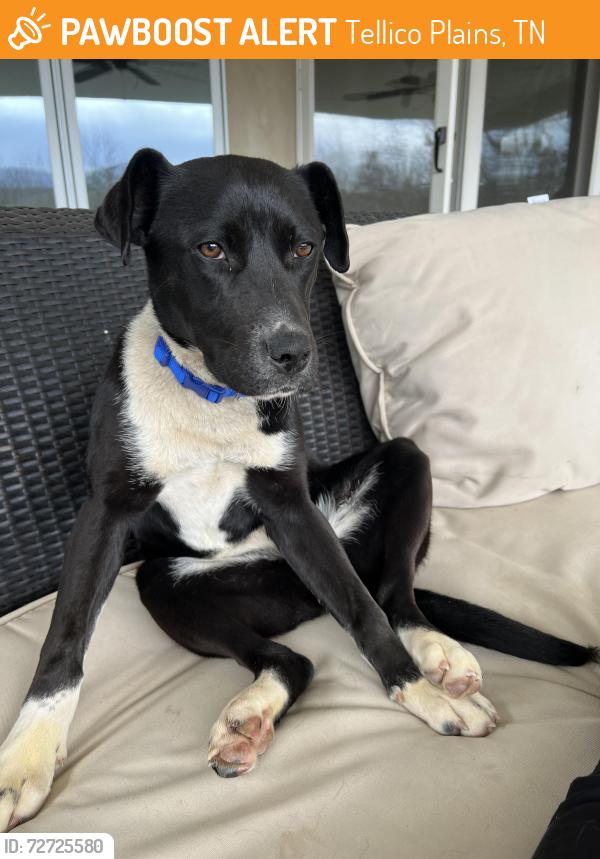 Found/Stray Female Dog last seen Old furnance and 68, Tellico Plains, TN 37385