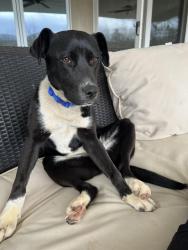 Found/Stray Female Dog last seen Old furnance and 68, Tellico Plains, TN 37385