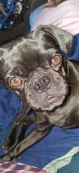 Lost Female Dog last seen Speedway and Silverbell, Tucson, AZ 85745