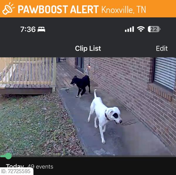 Found/Stray Unknown Dog last seen Moore Road , Knoxville, TN 37920