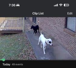 Found/Stray Unknown Dog last seen Moore Road , Knoxville, TN 37920
