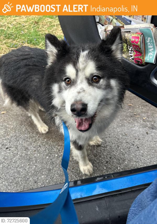 Found/Stray Unknown Dog last seen Keystone and N Tacoma Ave, Indianapolis, IN 46205
