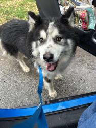 Found/Stray Unknown Dog last seen Keystone and N Tacoma Ave, Indianapolis, IN 46205