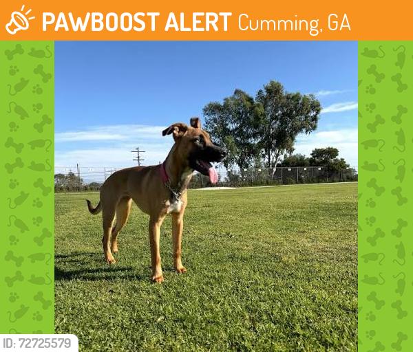 Found/Stray Unknown Dog last seen Pirkle Ferry , Cumming, GA 30040