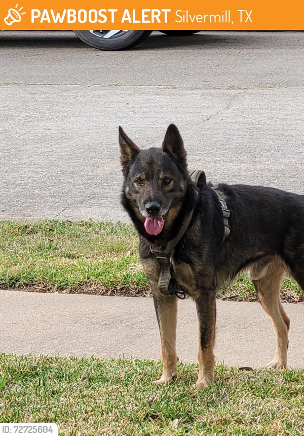 Found/Stray Male Dog last seen Deermoss and Winding Branch, Silvermill, TX 77449