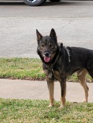 Found/Stray Male Dog last seen Deermoss and Winding Branch, Silvermill, TX 77449