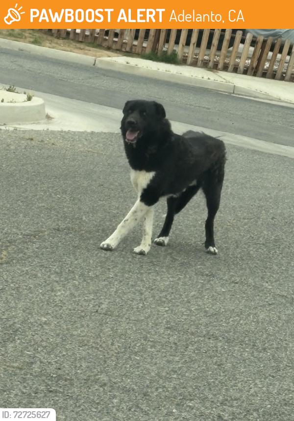 Found/Stray Unknown Dog last seen Juniper & Kemper , Adelanto, CA 92301