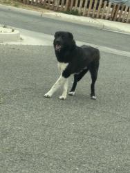 Found/Stray Unknown Dog last seen Juniper & Kemper , Adelanto, CA 92301