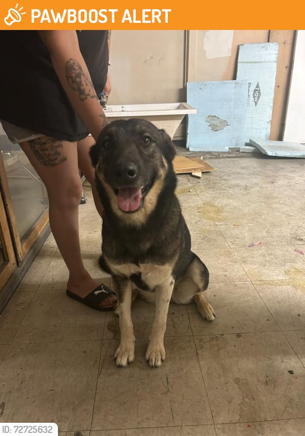 Found/Stray Female Dog last seen Archibald and Foothill , Rancho Cucamonga, CA 91730