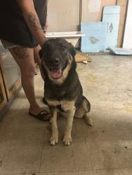 Found/Stray Female Dog last seen Archibald and Foothill , Rancho Cucamonga, CA 91730
