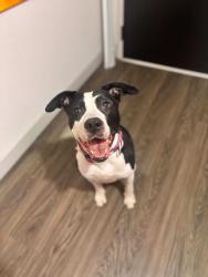 Found/Stray Female Dog last seen 9th and Locust, St. Louis, MO 63101