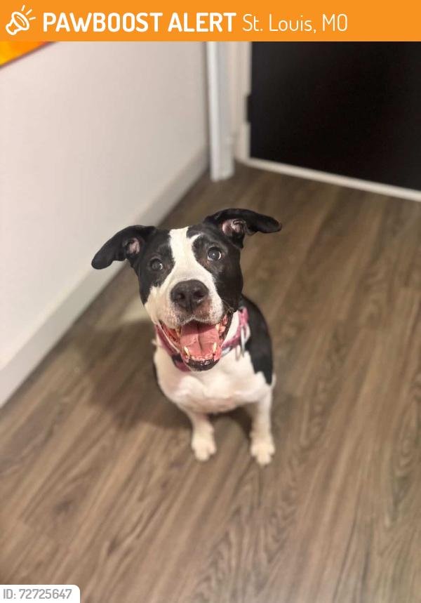 Found/Stray Female Dog last seen 9th and Locust, St. Louis, MO 63101