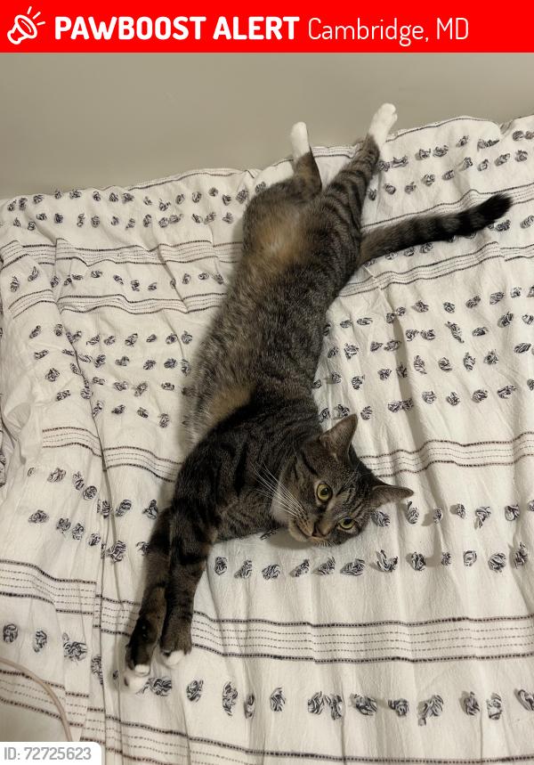 Lost Male Cat last seen Henry St, Franklin St,, Cambridge, MD 21613