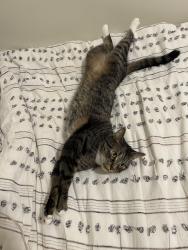 Lost Male Cat last seen Henry St, Franklin St,, Cambridge, MD 21613