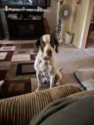 Lost Female Dog last seen Extended stay in Castleton , Indianapolis, IN 46250