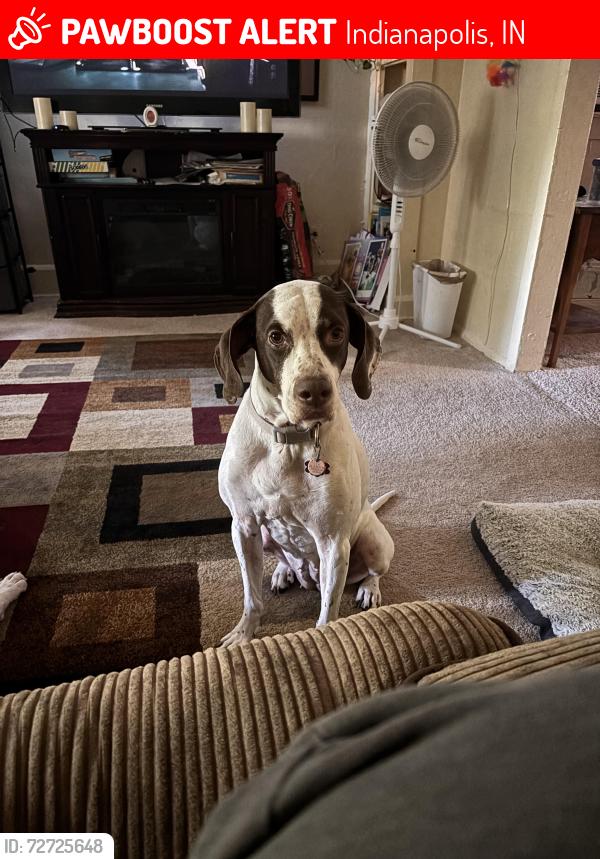 Lost Female Dog last seen Extended stay in Castleton , Indianapolis, IN 46250