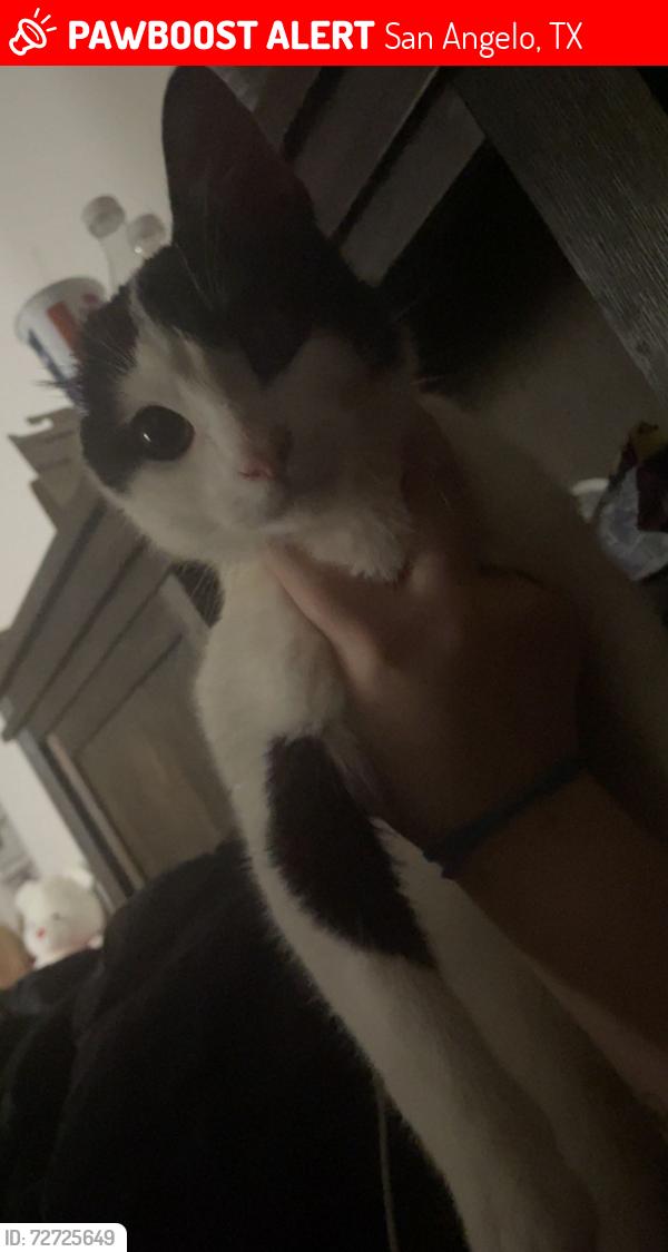 Lost Male Cat last seen Near Gregory drive, San Angelo, TX 76905