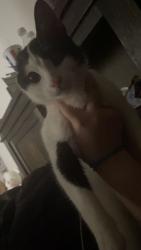 Lost Male Cat last seen Near Gregory drive, San Angelo, TX 76905