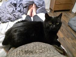 Lost Female Cat last seen Circle Rd and Vista Dr., Shandin Hills, San Bernardino, CA 92405