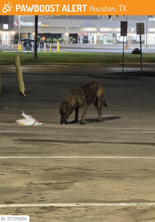 Found/Stray Male Dog last seen Westheimer & gessner- tesla charging station, Houston, TX 77063