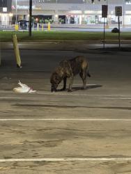 Found/Stray Male Dog last seen Westheimer & gessner- tesla charging station, Houston, TX 77063
