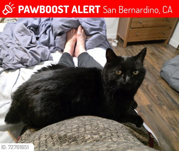 Lost Female Cat last seen Circle Rd and Vista Dr., Shandin Hills, San Bernardino, CA 92405