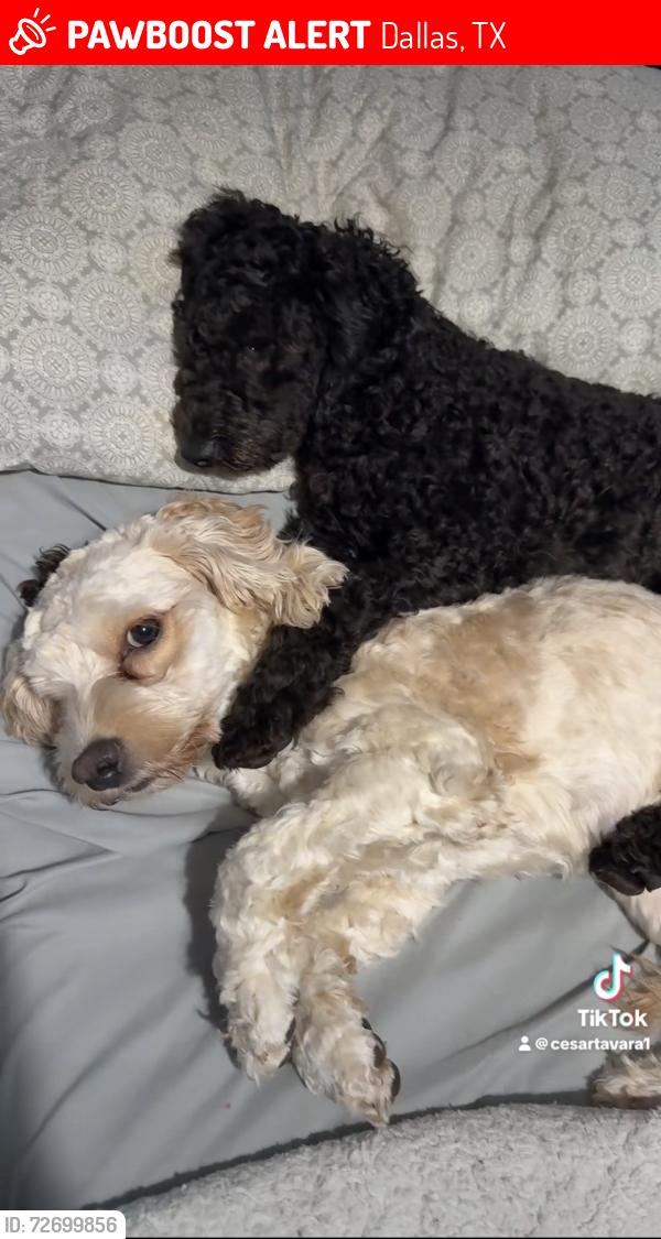 Lost Female Dog last seen Calle newhall, Dallas, TX 75232