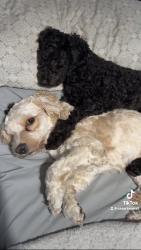 Lost Female Dog last seen Calle newhall, Dallas, TX 75232