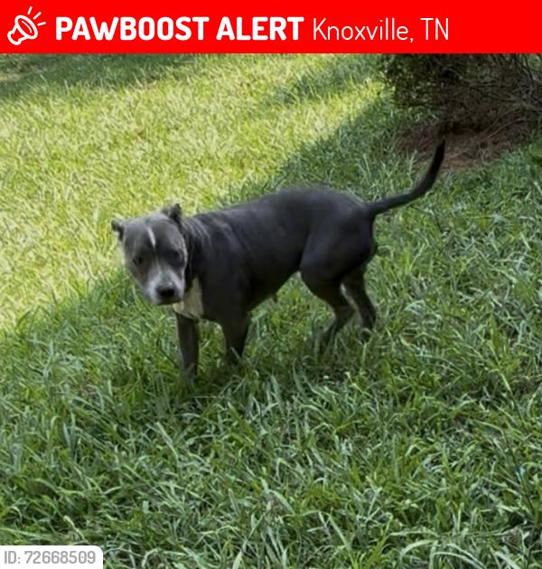 Lost Male Dog last seen Parkridge neighborhood , Knoxville, TN 37914