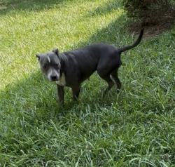 Lost Male Dog last seen Parkridge neighborhood , Knoxville, TN 37914