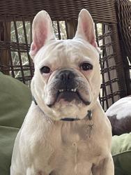 Lost Female Dog last seen Baldwin Park Circle, Savannah, GA 31401