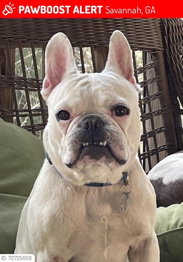 Lost Female Dog last seen Baldwin Park Circle, Savannah, GA 31401