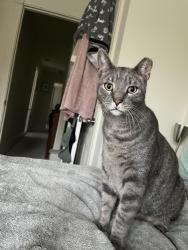 Lost Male Cat last seen Near W Post Road, Las Vegas, NV 89118