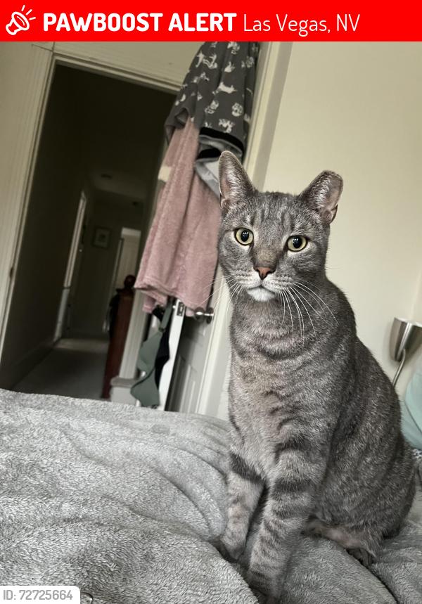 Lost Male Cat last seen Near W Post Road, Las Vegas, NV 89118