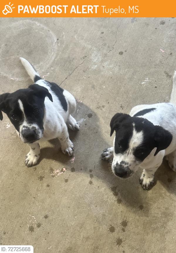 Found/Stray Female Dog last seen On the street, Tupelo, MS 38801
