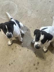Found/Stray Female Dog last seen On the street, Tupelo, MS 38801