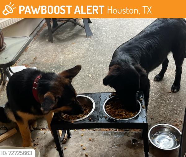 Found/Stray Unknown Dog last seen West Cypress Forest and Cypresswood Dr 77070, Houston, TX 77070