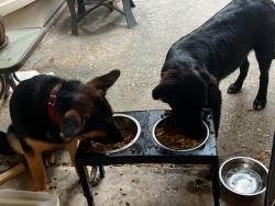 Found/Stray Unknown Dog last seen West Cypress Forest and Cypresswood Dr 77070, Houston, TX 77070