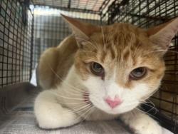 Shelter Stray Male Cat last seen , San Pedro, CA 90731